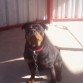 tosca en febrero 2011, con 21 meses